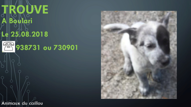 TROUVE chiot bleu (bouvier australien) à Boulari le 25/08/2018 20180874