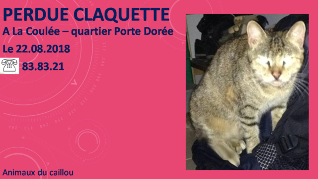 PERDUE CLAQUETTE chatte tigrée quartier Porte Dorée - La Coulée - Monte Dore le 22/08/2018 20180876