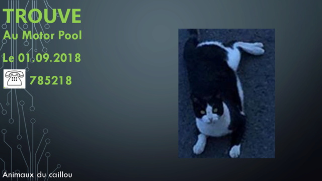 TROUVE chat noir et blanc au Motor Pool le 01/09/2018 20180918