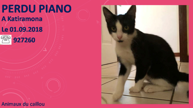 PERDU PIANO chat noir et blanc pucé à Katiramona le 01/09/2018 20180922