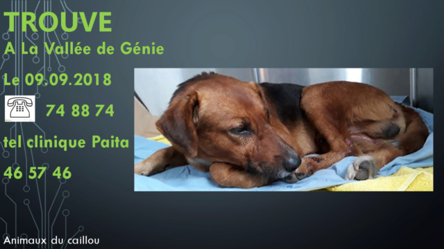 TROUVe chien fauve avec noir sur le dos à la Vallée du Génie le 09/09/2018 20180950