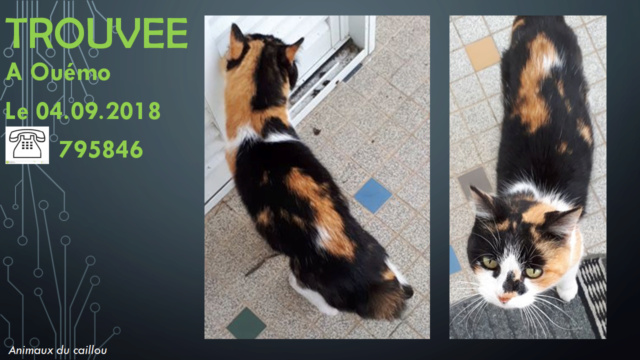 TROUVEE chatte 3 couleurs (Isabelle) noire blanche et beige à Ouémo le 04/09/2018 20180967