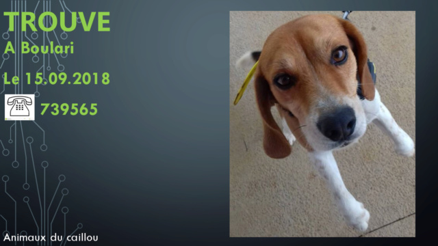 beagle - TROUVE beagle collier jaune à Boulari le 15/09/2018 20180970