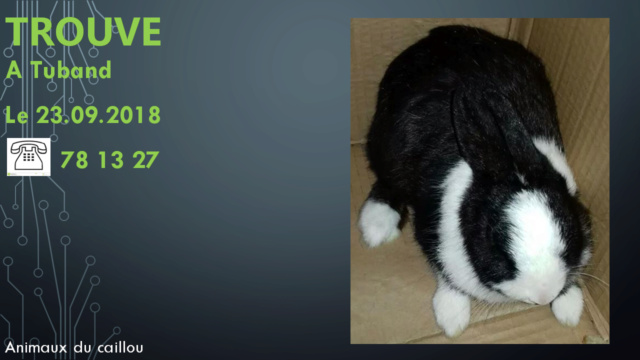 TROUVE lapin noir et blanc à Tuband le 23/09/2018 20180993