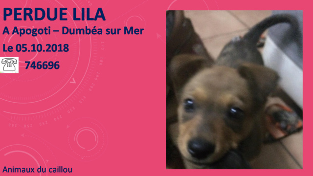 PERDUE LILA chiot marron de 4 mois à Apogoti - Dumbéa sur Mer le 05/10/2018 20181023