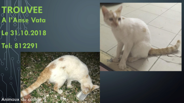 TROUVE chatte blanche et beige à l'Anse Vata le 31/10/2018 20181117