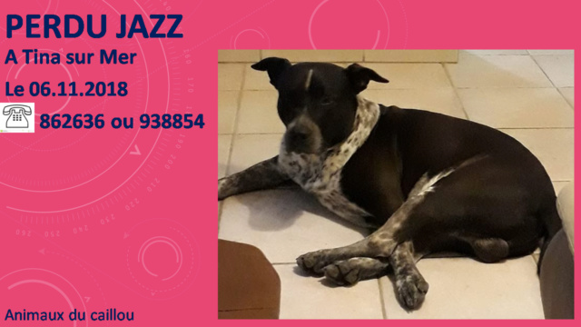 PERDU JAZZ croisé chien bleu / pitbull noir avec un peu de blanc moucheté à Tina sur Mer le 06/11/2018 20181135