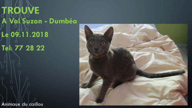 TROUVE chat gris souris collier anti-puce marron à Val suzon - Dumbéa le 09/11/2018 20181165