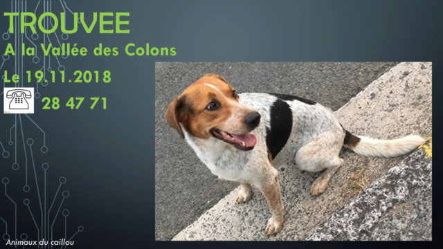 TROUVEE chienne noire blanc moucheté et fauve oreilles tombantes à la Vallée des Colons le 19/11/2018 20181189
