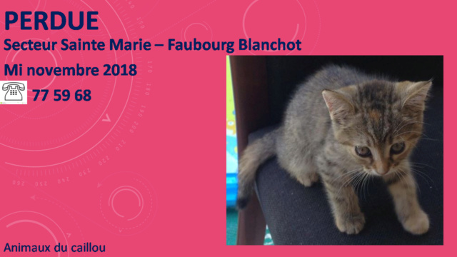 chaton - PERDUE chaton tigrée de 3 mois secteur Sainte Marie - Faubourg Blanchot mi novembre 2018 20181202