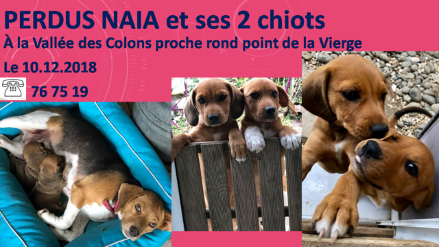 PERDUS 3 beagles, 2 chiots à dominance marron et la NAIA la maman tricolore blanche marron noire à la Vallée des Colons le 10/12/2018 20181224