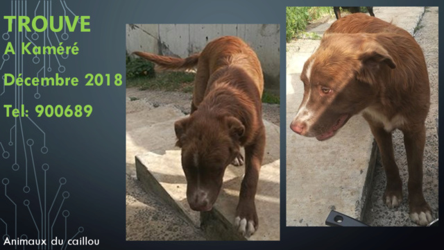 chien - TROUVE chien marron poils mi-longs à Ducos Kaméré décembre 2018 20181298
