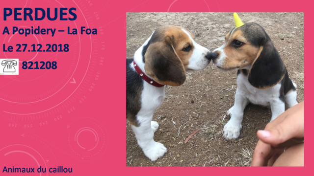 PERDUES 2 chiots beagles (1 avec collier rouge) de 2 mois à Popidéry - La foa le 27/12/2018 20181300