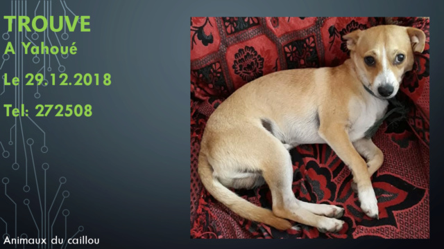 TROUVE petit chien fauve chaussettes poitrail et bout du nez blancs corde verte autour du cou à Yahoué le 29/12/2018 20181305