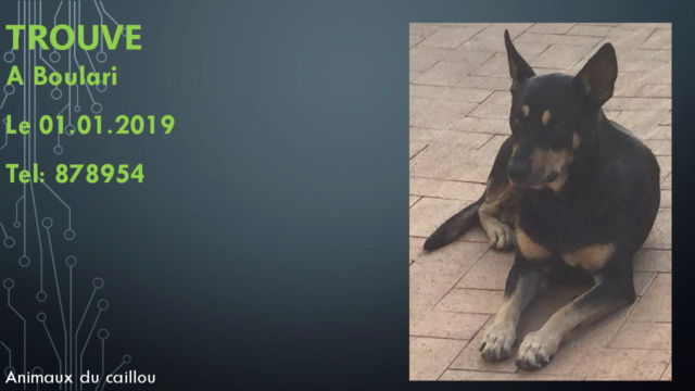 TROUVEE chienne noire et feu type doberman ou beauceron à Boulari le 01/01/2019 20190111