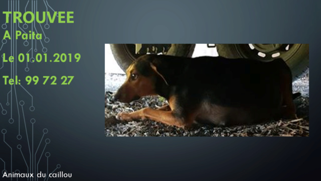 berger - TROUVEE chienne type berger noire et feu qui attend des bébés ou en a eu à Paita le 01/01/2019 20190116