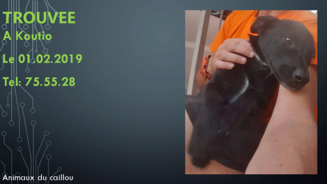 TROUVEE chiot noire avec tâches blanches poitrail et sous le cou à Koutio le 01/02/2019 20190265