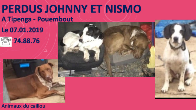 PERDUS JOHNY  pitbull marron blanc moucheté et Nismo blanc avec tâches noires collier tissu à Tipenga - Pouembout le 07/02/2019 20190294