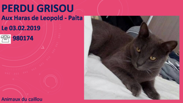 PERDU GRISOU chat gris souris castré pucé aux Haras de Leopold Paita le 03/02/2019 20190297