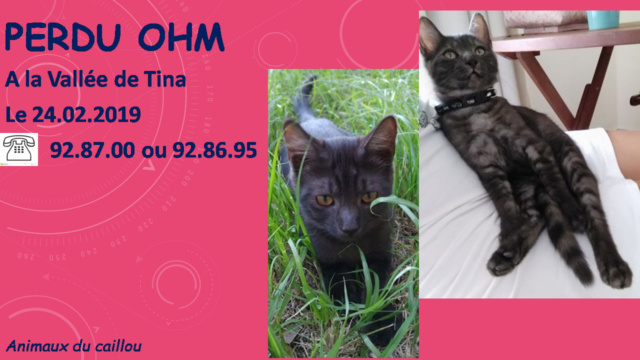 PERDU OHM chaton tigré noir gris foncé de 4 mois à la Vallée de Tina le 24/02/2019 20190363