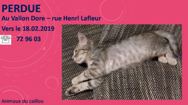 PERDUE chatte grise tigrée rue Henri Lafleur Vallon Dore vers le 18/02/2019  20190371