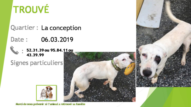 chien - TROUVE chien blanc tâche noire oeil droit avec collier vert kaki à la Conception le 06/03/2019 20190413