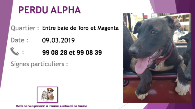 PERDU ALPHA  chien marron foncé poitrail et chaussettes blancs entre Magenta et baie de Toro le 09/03/2019 20190418