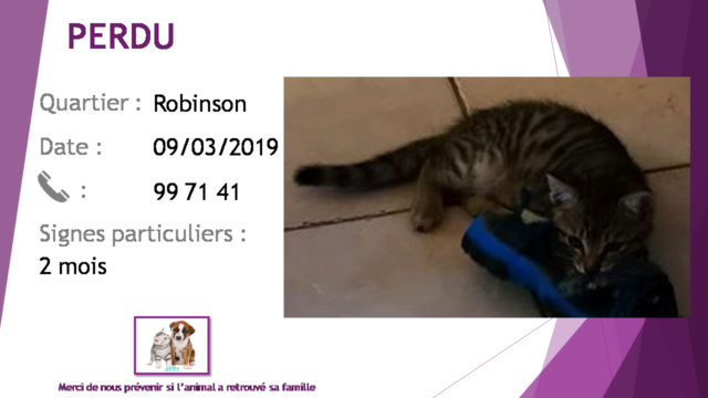 chaton - PERDU chaton tigré de 2 mois à Robinson le 09/03/2019 20190420