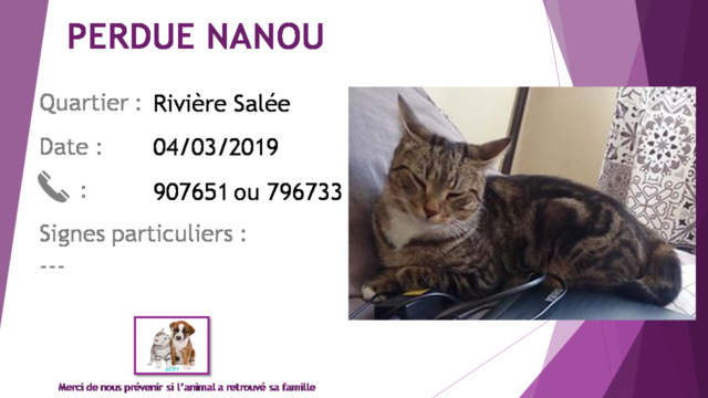 PERDUE NANOU chatte tigrée avec un peu de blanc à Rivière Salée le 04/03/2019 20190425