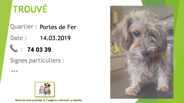 TROUVE bichon dans les tons beige aux Portes de Fer le 14/03/2019 20190434