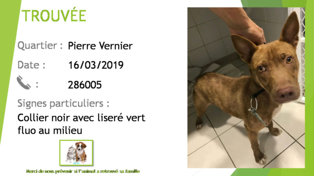 TROUVEE croisée pitbull collier vert anis (fluo) et noir secteur Faubourg Blanchot le 14/02/2019 20190437