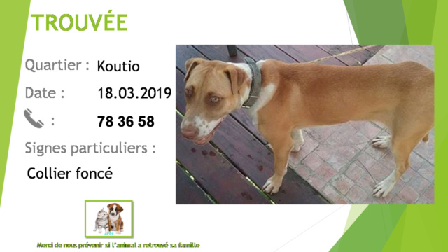 TROUVEE pitbull fauve et blanche collier gris foncé ou noir yeux clairs à Koutio le 16/03/2019 20190449