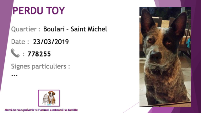 PERDU TOY bouvier australien (chien bleu) secteur Boulari Saint Michel le 23/03/2019 20190473