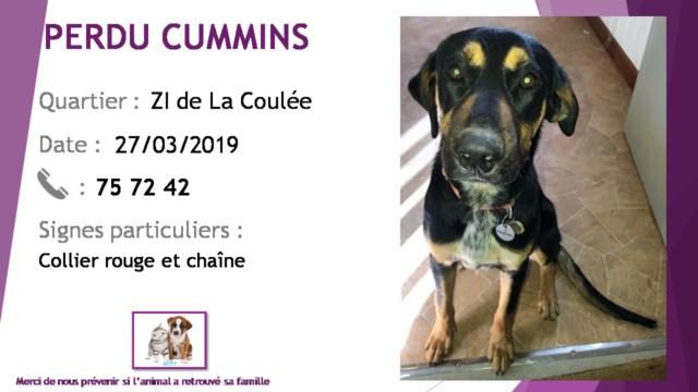 PERDU CUMMINS chien noir et feu type berger collier rouge et chaîne zone industrielle de La Coulée le 27/03/2019 20190477