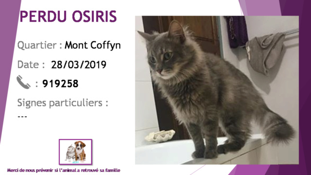 PERDU OSIRIS chat gris (avec nuances) poils longs au Mont Coffyn le  20190493