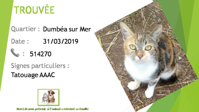 chatte - TROUVEE chatte 3 couleurs (isabelle) à Dumbéa sur Mer le 31/03/2019 20190507