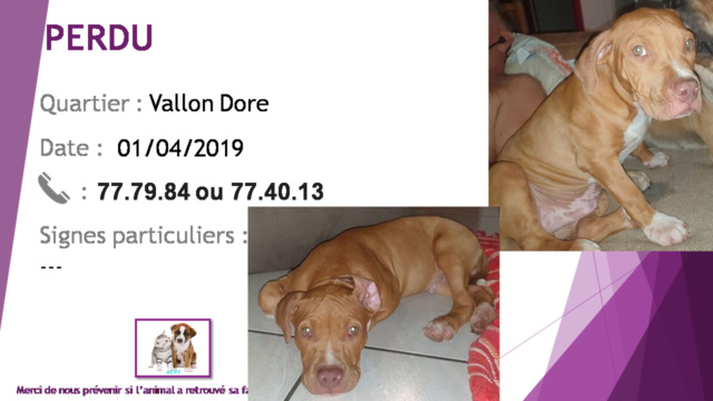 PERDU chiot pitbull marron (fauve) tâche poitrail, chaussettes bout du nez blancs au Vallon Dore le 01/04/2019 20190511