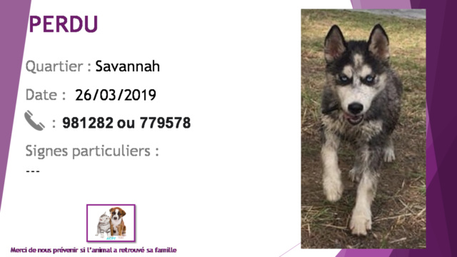 savannah - PERDU ZORRO chiot husky noir et blanc aux yeux bleus à Savannah le 26/03/2019 20190513