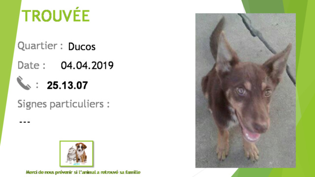 TROUVEE jeune chienne chocolat et beige, tâche blanche poitrail à Ducos le 04/04/2019 20190516