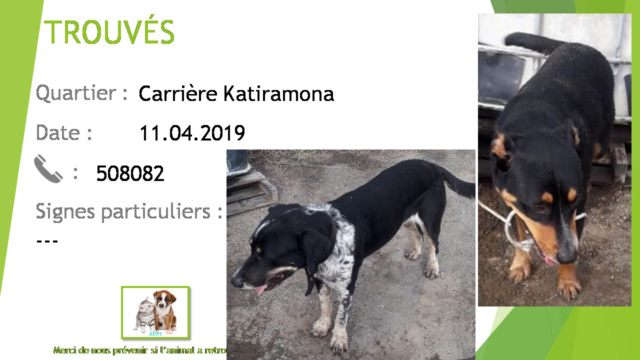 TROUVES 2 chiens un type beauceron / doberman noir et feu et 1 croisé bouvier (chien bleu?) noir et blanc moucheté à Katiramona le 11/04/2019 20190536