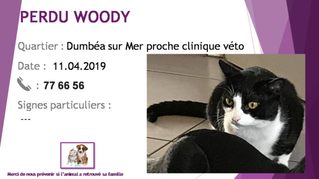 PERDU WOODY chat noir et blanc à Dumbéa sur Mer proche clinique vétérinaire le 11/04/2019 20190540