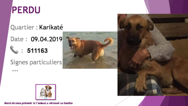 PERDU chien fauve typer berger à Karikaté le 09/04/2019 20190549