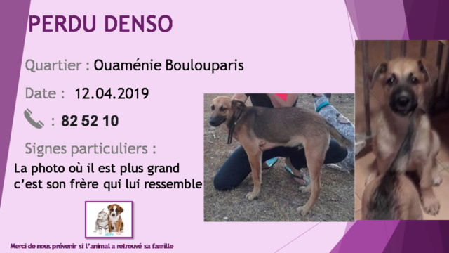 berger - PERDU DENSO chiot berger allemand malinois marron à la Ouaménie Boulouparis le 12/04/2019 20190571