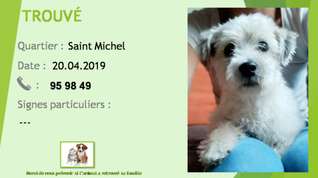 TROUVE type bichon blanc avec oreilles noires et blanches à Saint Michel le 20/04/2019 20190586