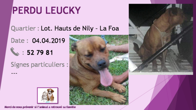 PERDU LEUCKY croisé pitbull rottweiler marron lot. Hauts de Nily à La Foa le 04/04/2019 20190587