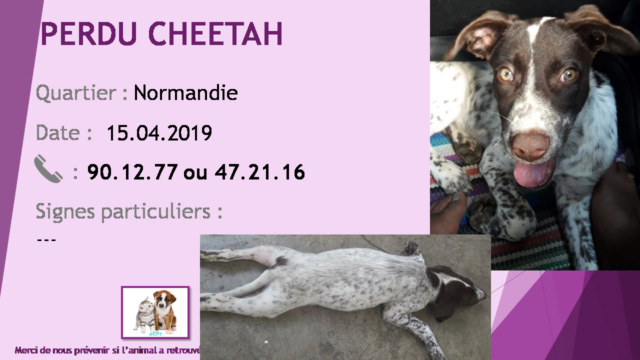 chien - PERDUE CHEETAH type chien de chasse chocolat et blanc moucheté à Normandie le 15/04/2019 20190589