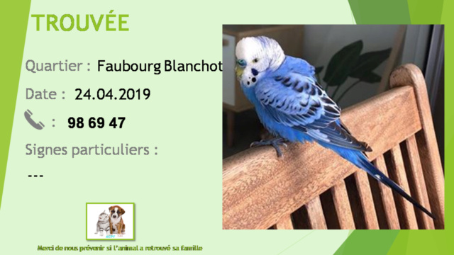 TROUVEE perruche bleue au Faubourg Blanchot le 24/04/2019 20190598