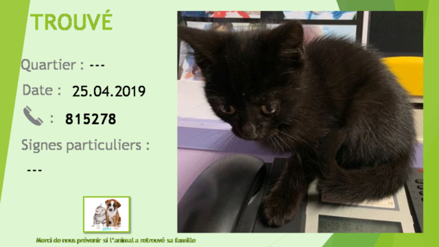 chaton - TROUVE chaton noir  le 25/04/2019 20190606