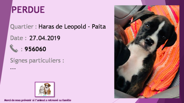 boxer - PERDUE chiot boxer bringée et blanche au Haras de Léopold - Paita le 27/04/2019 20190616