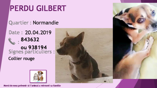 PERDU GILBERT chihuahua noir feu et blanc collier rouge à Normandie le 20/04/2019 20190623